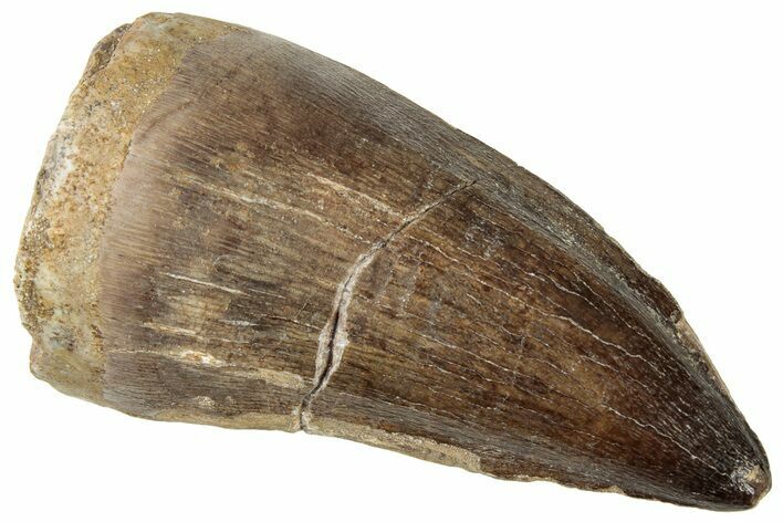 Fossil Mosasaur (Thalassotitan) Tooth - Morocco #326497